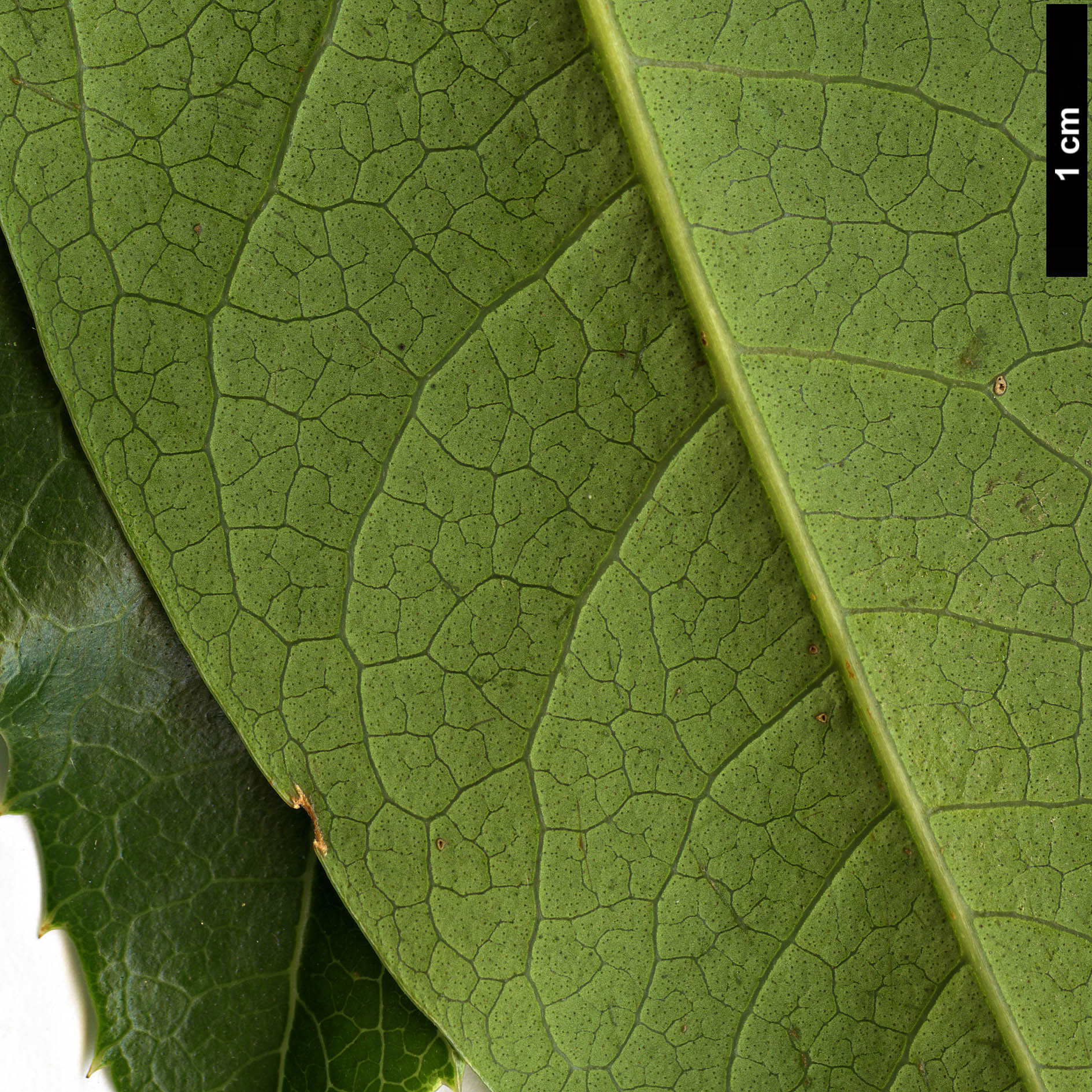 High resolution image: Family: Oleaceae - Genus: Osmanthus - Taxon: yunnanensis